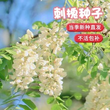 ̻No¹ѲݷN׻̻㻨뻱󻱻N