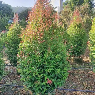 ���ع����G�����������μt܇�e���t֦������֦�tɫ���^�����\���^