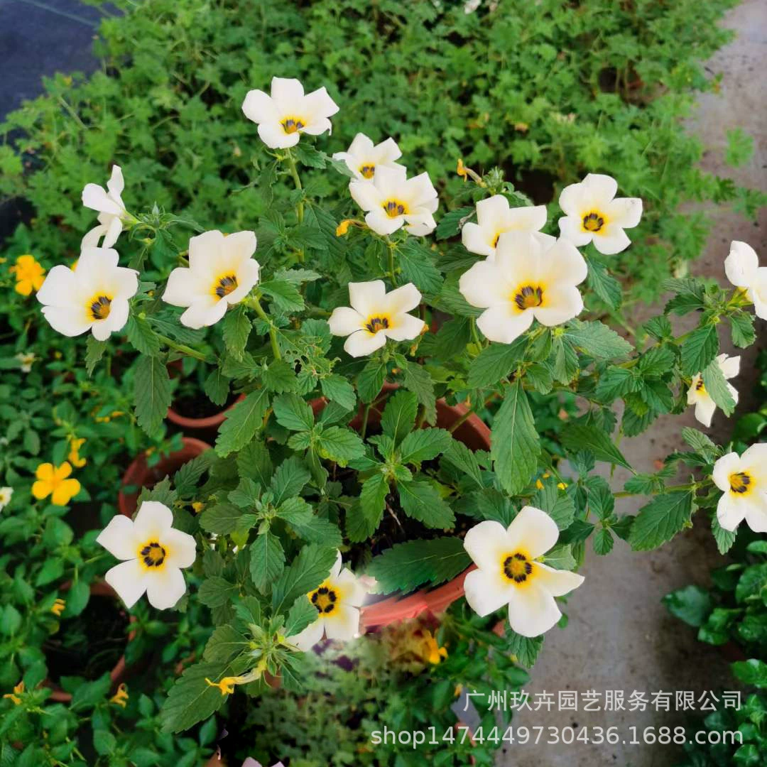 Часы Цветок Просмотр цветов В горшках Почвопокровные растения Цветочный и листовой двор Парк Озеленение растений Гостиная Балкон Просмотр цветов Маленькие растения в горшке