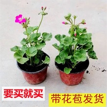 垂吊重瓣大花天竺葵盆栽花苗带花苞阳台庭院花卉洋绣球四季开花