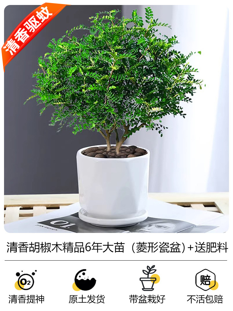 프리미엄 6년근 모기향(다이아몬드형 도자기 화분) + 무료비료 + 세람사이트