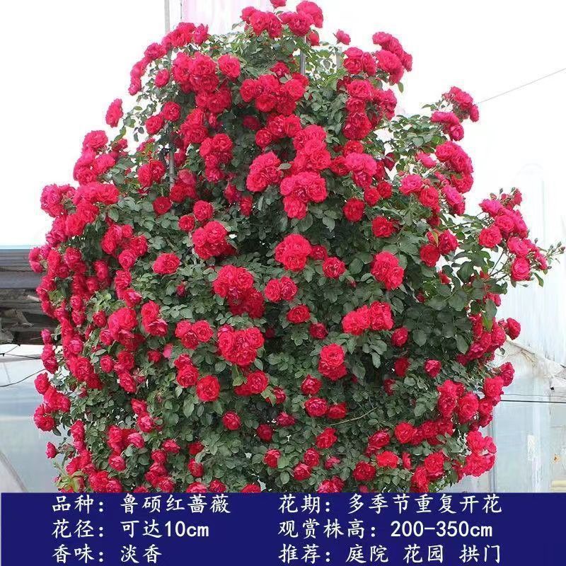 Flores de gran pila de rosas de rosa de temporada vieja, plantas de patio fragrantes, flores de balcón, flores de flores de rosa de rosa en todas las estaciones image 5