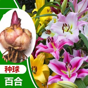 Lily Bulbs Are Potted and Grown in Soil with Buds That Bloom in the Same Year and Can Be Planted Indoors and Outdoors in All Seasons