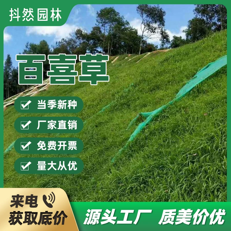 Фабрика оптом широколистный Паспалум широколистные семена травы Баоксия трава Семена защиты склонов почвы термостойкие засухостойкие Озеленение семян травы