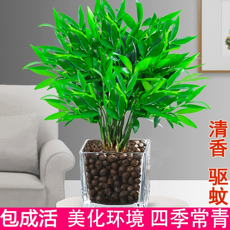 Гидропонное средство от комаров бамбук кипарис цветы в горшках богатые бамбуковые водные растения средство от комаров трава в помещении гостиная легко жить зеленые растения