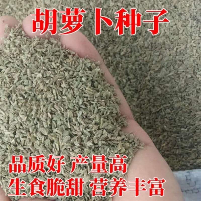 One pound of carrot seeds