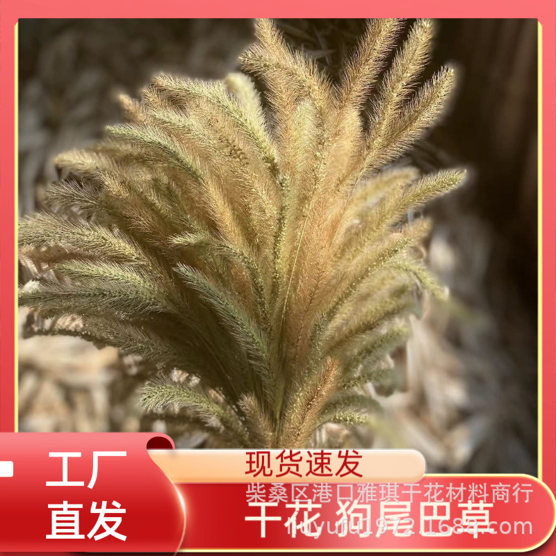 Foxtail grass, dried flowers, photography props, dried plant bouquets, artificial flowers for dining rooms, foxtail grass for living room decoration.