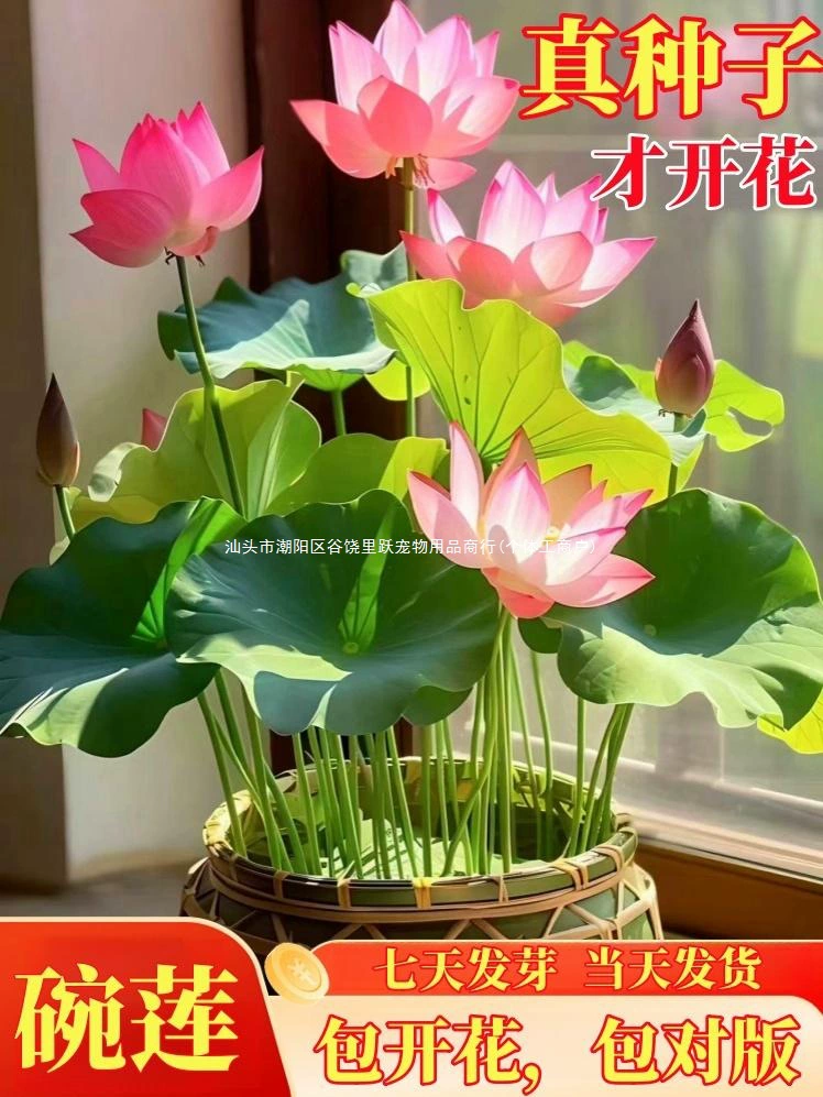 Гидропонная чаша для растений, цветок лотоса, комнатный цветок, легко выращивать круглый год, цветущие семена, водная культура, лотос, горшечное растение, гостиная, питомец