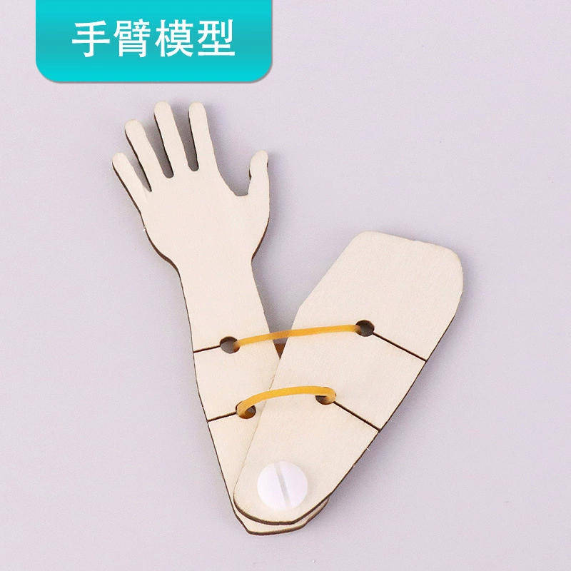 Модель активности мышц руки, локтевого сустава, сделай сам, собранная технология, небольшое производство, биологический эксперимент для средней школы, учебные пособия