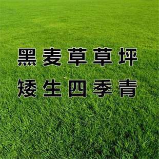 Imported ryegrass seeds, lawn, slope protection, grass seeds, dwarf greening, dogtooth root, tall fescue, Sijiqing courtyard standard