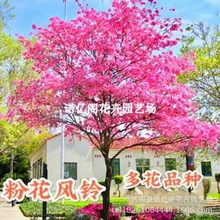 �S���L�ľ���� �S���L�ľ�� �����L�ľͥԺ�e��У�@�Nֲ�е���