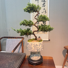 造型老桩济州真柏盆景室内客厅四季常青绿植好养厂家一件起批