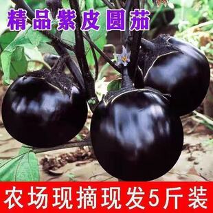 �A���������r�߲��Ϲ����������Ƥ���l��A�������r�ҬFժ�F�l
