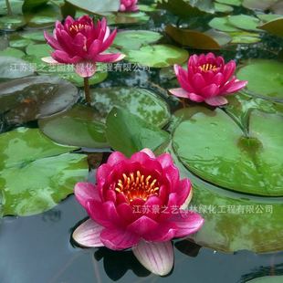 Strong Fragrance, Cold-Resistant Pond with Buds, Water Lily Root Block, Hydroponic Plant, Aquatic Root Block, Water Lily Seedling