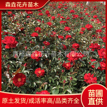 月季花 基地批发地被品种齐全苗木月季花 月季花盆栽