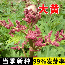 ���S�N�Ӄ��|��Ʒ��ș���R����S�N���ļ��Nֲ�����֪ĸ��������