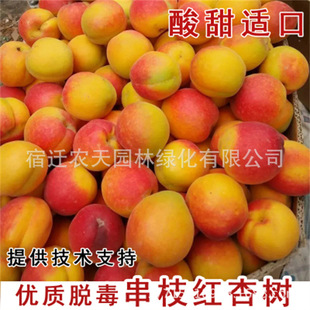 �Ә����ش�����������������Ϸ������Nֲ���Ե��Թ����箔��Y��