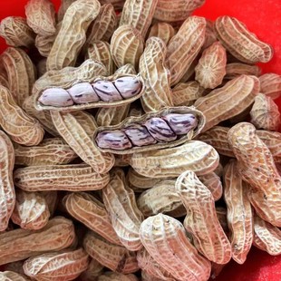 �����߲ʻ�������ˮ�����ԭζ�����컨����ʳ�Թ�С��