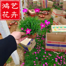 常夏地被植物 常夏地被植物批發 促銷價格 產地貨源 阿里巴巴
