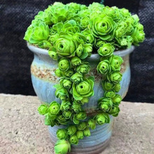 ɽ��õ�����ֲ��Ⱥ�����^ϵ���������ֺ��B�����҃�