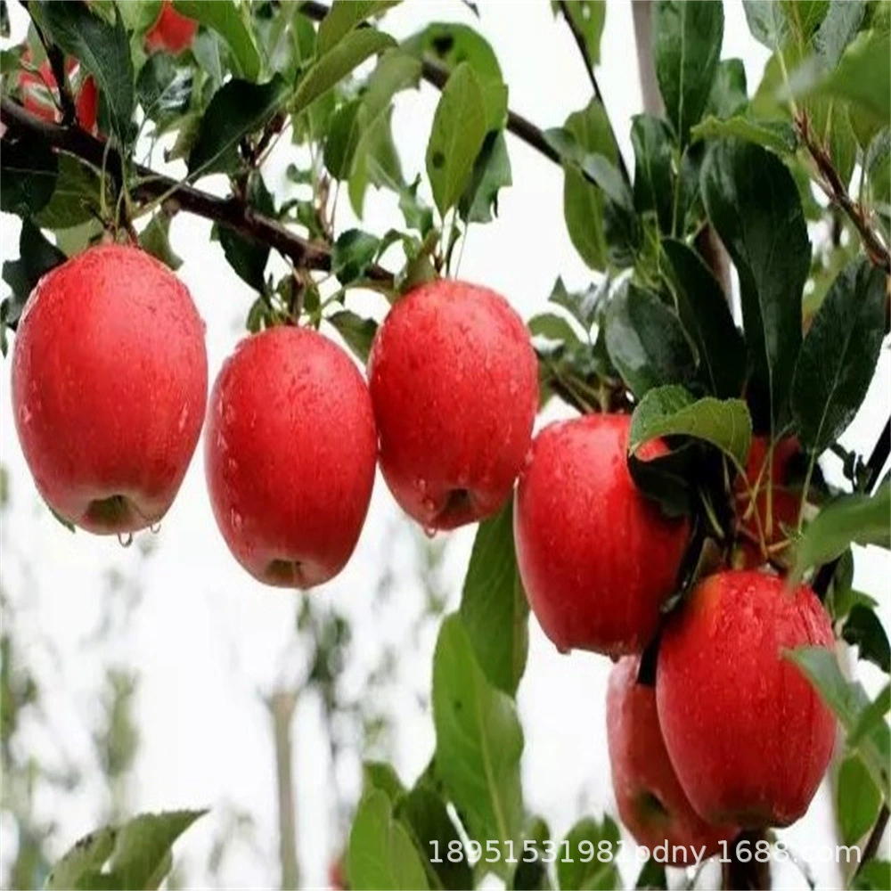 Мед Персик Яблоко Рассада Прививка Qingsen Tuoji токи Яблоко Рассада Ибис Tuqi Север Юг Посадка Горшок Посадка