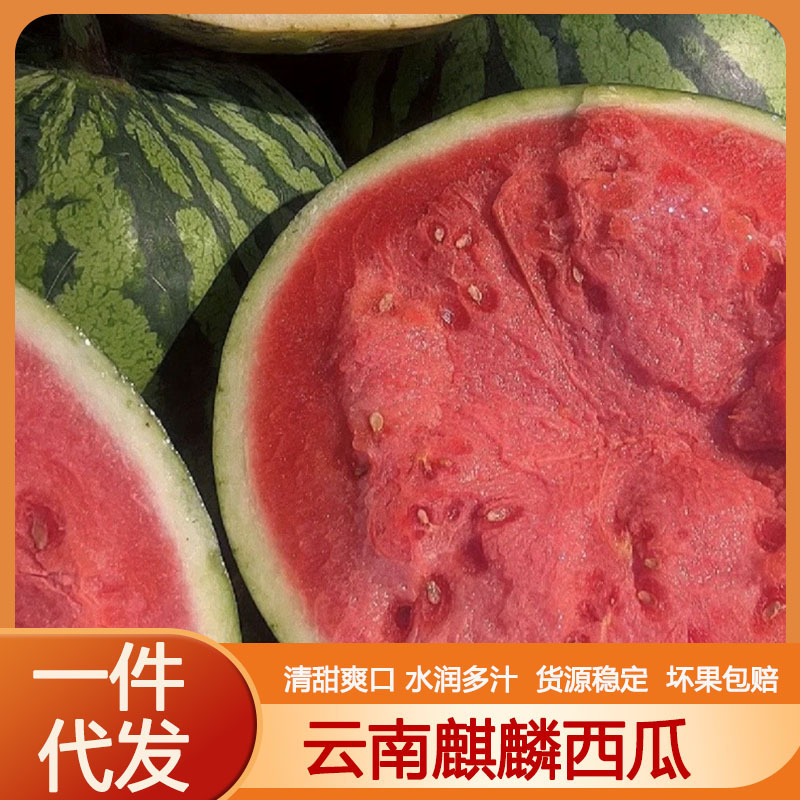 【Yunnan Kirin Watermelon】Authentic Seasonal Ice Sugar Watermelon, Seedless and Seeded Varieties, Small Size for Commercial Use, Suitable for Pregnant Women 【Yunnan Kirin Watermelon】Authentic Seasonal Ice Sugar Watermelon, Seedless and Seeded Varieties, Small Size for Commercial Use, Suitable for Pregnant Women