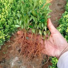 С�~�S����綬�����ͥԺ�G�������ļ�����ֲ�������L�������ȫ