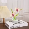 103D-8: Phalaenopsis