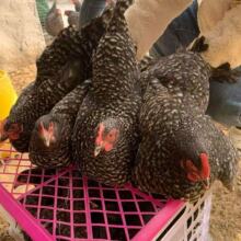 �u����������J���u���N����Ó��һ���J���u����w�����J���u��