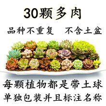 多肉植物新手套餐50颗基地直发带根迷你绿植组合新款爆盆一箱包邮