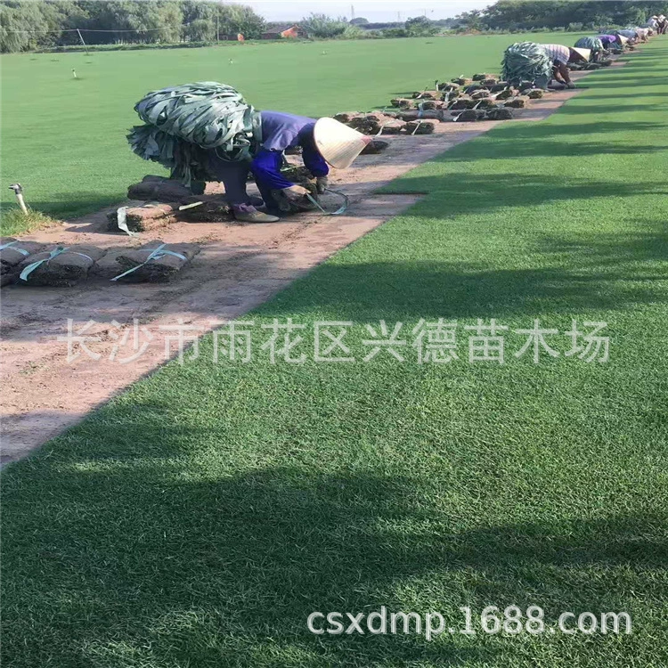 Оптовые рулоны газона Бермудская трава Lan Yin № 3, газонное покрытие полного комплекта для ландшафтного дизайна