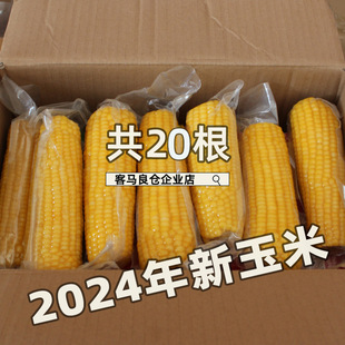 ����20�����|���������2025���rŴ��������ճŴ���D�������
