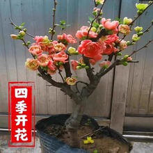 海棠花盆栽树苗室内重瓣老桩盆景绿绿植庭院开花好养易活花卉植物