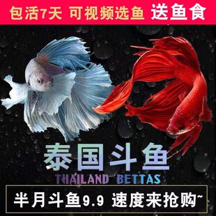 ̩�����~�Rβ�{������ĸ���~�^�p�~�Ꭷ�~���w���ﵭˮ�~