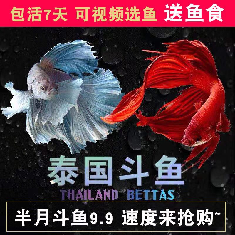 Thai Fighting Fish, Lionfish, Half-Moon Female Fighting Fish, Ornamental Fish, Tropical Fish, Live Pets, Freshwater Fish Thai Fighting Fish, Lionfish, Half-Moon Female Fighting Fish, Ornamental Fish, Tropical Fish, Live Pets, Freshwater Fish