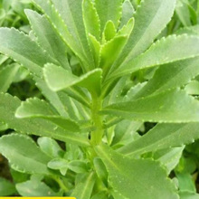 �B�Ĳ˸��}���Ĳ˷N�ӿ�ʳ��Ұ���ļ����̨������ɫ�����߲˷N��