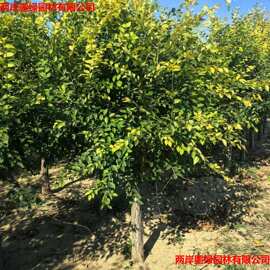 常年批发金叶榆树苗庭院种植观赏点缀四季常青规格全金叶榆树苗