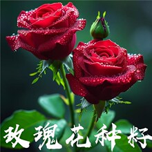 õ�廨�N���ļ��_���׻�N�����҃���������ͥԺ�Gֲ���r���N��