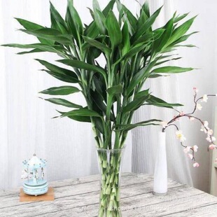 ˮ��ֲ�︻�F�� ֱ�� ���� �D�\�� �\�� �����՚��k���ґ�������