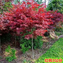 正宗红枫树苗 日本红枫红舞姬庭院别墅道路绿化风景 地栽中国红枫