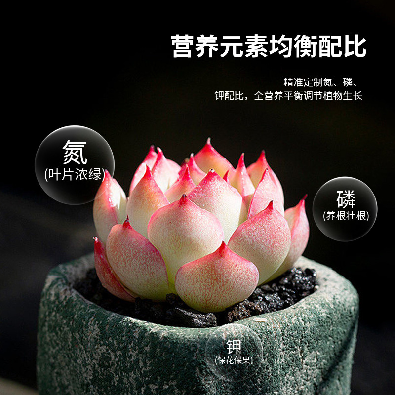 植物栄養徐放片栄養片種花専用肥料養花窒素リン花肥鉢植え家庭花卉花園|undefined