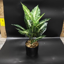 羳ƷGֲ12~WL辰Ҿӿ͏dbcɫٻ