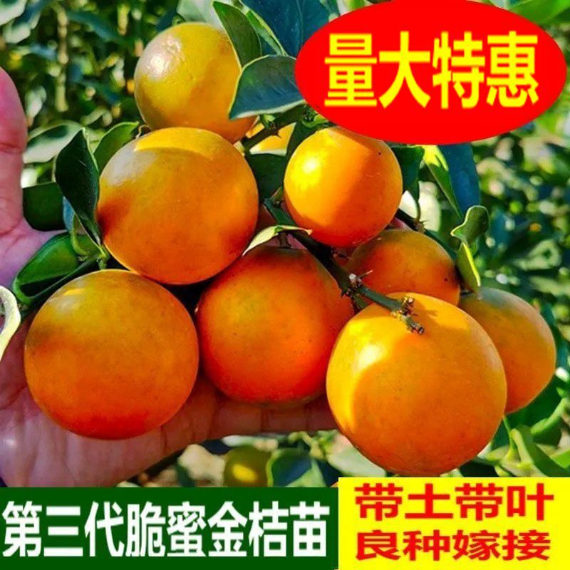 融安脆蜜脆皮金柑滑皮金桔苗嫁接苗金钱桔苗金桔橘子树苗当年结果