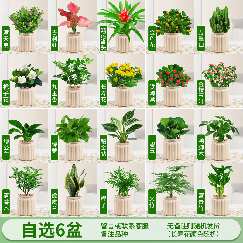 6개의 냄비, 선택적인 품종, 비고