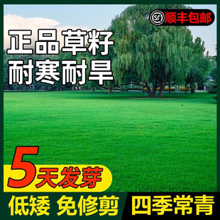 Lawn Grass Seeds, Evergreen Slope Protection, Bermudagrass, Manila Carpet Grass, Courtyard Greening, Rye Turf Seeds