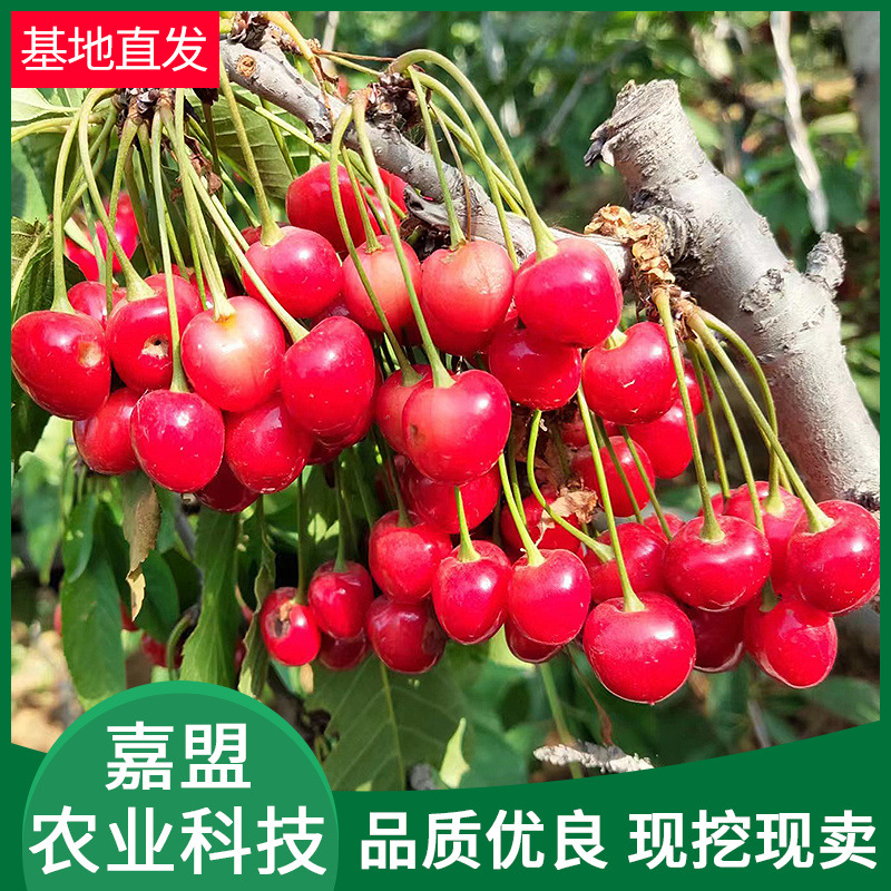 正宗车厘子苗 嫁接矮化果树南方北种植大樱桃树苗 批发樱桃苗