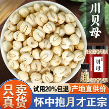 四川贝母正川贝母粒5克旗舰店另铁力贝母非材粉野生