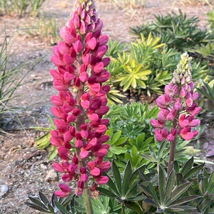 �������N�����ȶ����e�����ܽM���ļ����N������ͥԺ���IС�����l