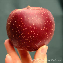 uĹO޽ͺ\СOԱϷNֲY