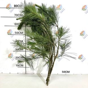 Freshly Cut Five-Needle Pine Needles, White-Barked Pine Branches, Flowers Directly Shipped from Yunnan, Wholesale Wedding Flowers, Landscaping Forest-Style Floral Materials